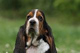 BASSET HOUND 037